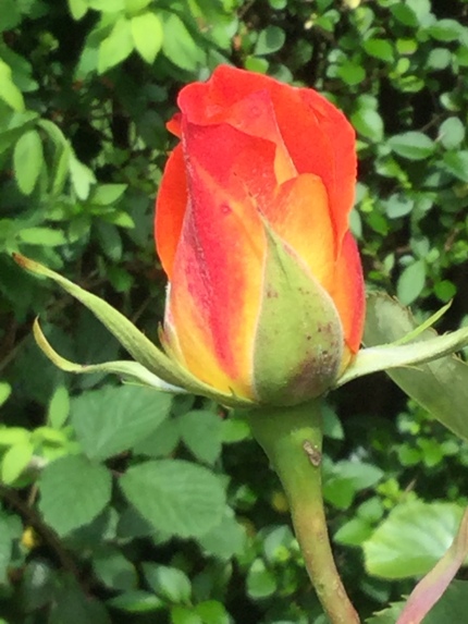 GARDEN 2016-06-23 Debbie's Rose
